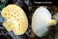 Polyporus tuberaster-amf1562-1